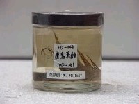 藏品(魔鬼簑鮋)的圖片
